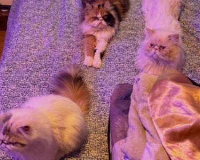 Wednesday And Mclovin Bundle Of Love Ready For Lov - Persian Male Kitten For Sale