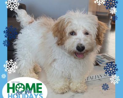Come meet me and 100+ of my adoptable friends at Louie's Legacy Animal Rescue's MEGA adoption event, Home for the Holidays! Saturday, November 22nd, 2025 at Woodbridge High School in Woodbridge, NJ from 11am - 3pm! Meet Bruno! Bruno is a 4-month-old Mini Aussiedoodle puppy with the fluffiest coat, the sweetest soul, and two stunning different-colored eyes that make him even more special. A timi...