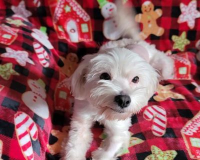 Carrie - Terrier Mix Female Dog for Adoption