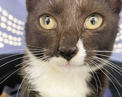 Tux - Domestic Shorthair Male Kitten for Adoption