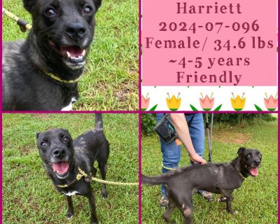 2024-07-096 *Harriett* - Labrador Retriever Female Dog for Adoption