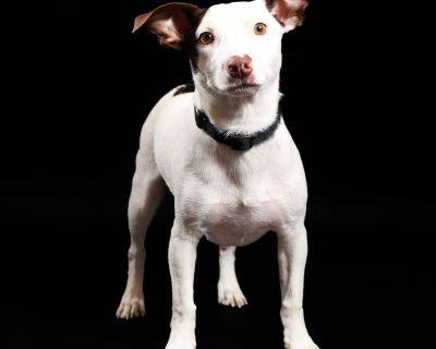 Felix - Rat Terrier & Miniature Pinscher Mix Male Dog for Adoption