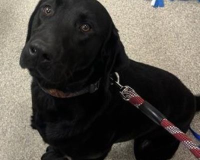 Health Vaccinations up to date.. Adult Male Large Black