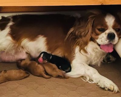 2 Male and 1 Female Cavalier King Charles Spaniel Puppies for Sale