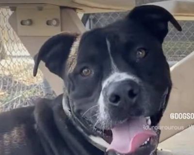Bruno - American Staffordshire Terrier/American Pit Bull Terrier Mix Male Dog for Adoption