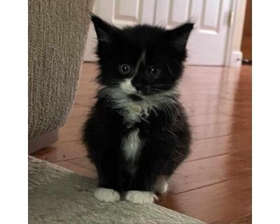 Tux - Domestic Longhair Male Cat for Adoption