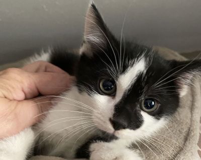 Reid - Domestic Short Hair Mix Male Cat for Adoption