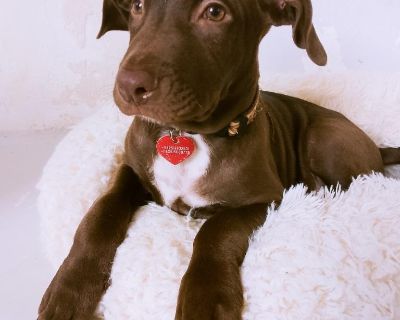 Meet Espresso!! Espresso was brought to our shelter in a box with his sister Latte, both weighing under 2 pounds at their time of rescue! They are growing to be large dogs, and so goofy and happy! Espresso has a wonderful energy - a great playmate with other dogs, and loves to meet people.. Health Vaccinations up to date, spayed / neutered.. Young Male Small