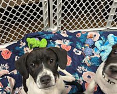 Spot - Labrador Retriever Male Puppy for Adoption