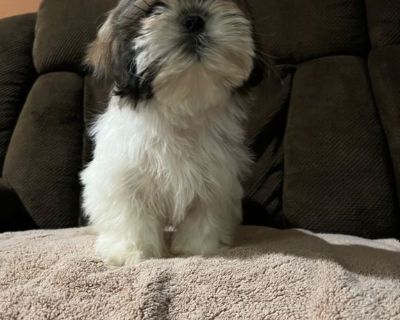 Shih Tzu