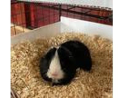 Cosmic, Guinea Pig For Adoption In Mission Viejo, California