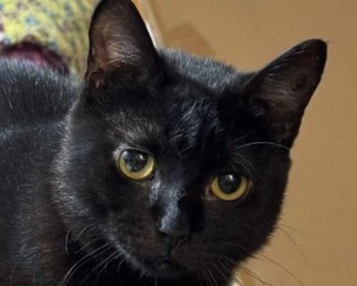 Ben - Bombay Male Cat for Adoption