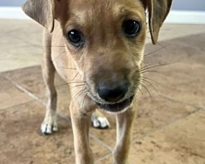 Bamba - Chihuahua Male Puppy for Adoption