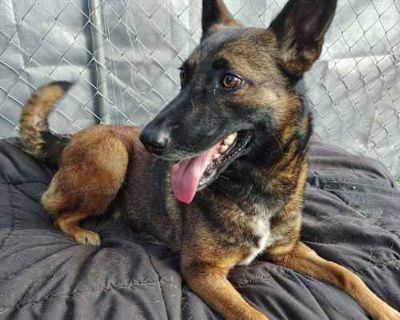 Phoenix - Belgian Malinois Female Dog for Adoption