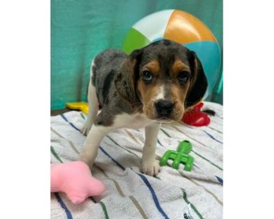 Papaya - Treeing Walker Coonhound/Mixed Breed (Medium) Mix Male Puppy for Adoption