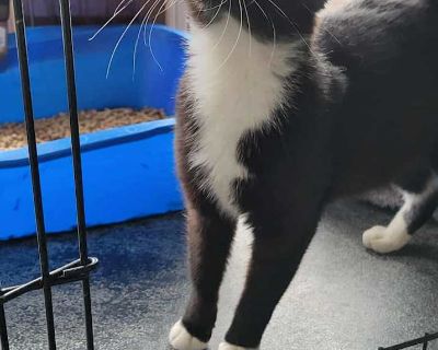 Frida - Domestic Shorthair Female Kitten for Adoption