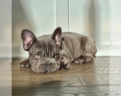 9 Weeks Old * Availability Date: 11/12/2025 * Shipping Area: Pick Up Only * Payment Method: Paypal, Credit Cards, Cash *. Meatball is as cute as they come!! Huge squishy face and lots of big rope wrinkles. He loves to sunbathe and snuggle, and is a chunky lazy boy lol. He has grown up around kids and other pets so he is super friendly and well-socialized. He is so much cuter in person than in t...