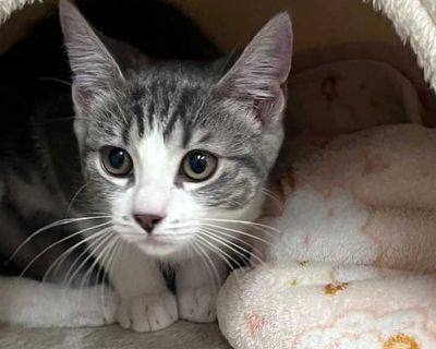 Kitten Rain - Domestic Shorthair Female Kitten for Adoption
