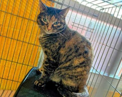 Majestic - American Shorthair Female Cat for Adoption