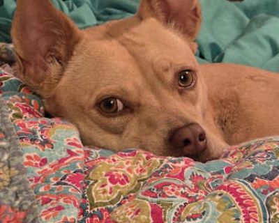 Lizotte - Basenji/Rat Terrier Mix Female Dog for Adoption