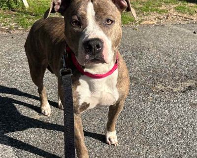 Lola - American Pit Bull Terrier Female Dog for Adoption