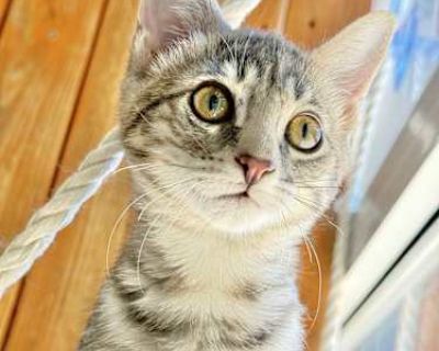 Tinkerbell has a big personality and loves being in a multi cat household. She is sweet, snuggly and can t wait to find her forever home!. Good with kids Good with cats Shots current Spayed / Neutered. Breed Tabby Color Gray or Blue Age 8 months old, Kitten Sex Female Pet ID Hair Length short