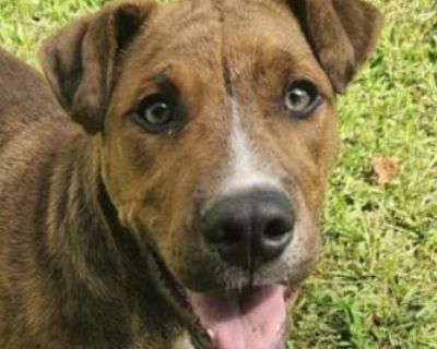 Palmer - Plott Hound & Jack Russell Terrier Mix Male Puppy for Adoption