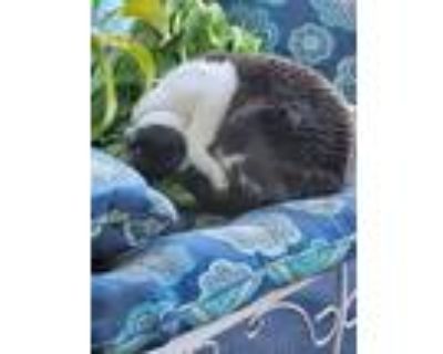 Adopt Ajmal a Gray or Blue (Mostly) Domestic Shorthair / Mixed (short coat) cat
