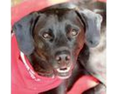 Cj, Labrador Retriever For Adoption In Atlanta, Georgia