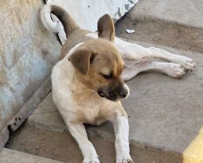 Tiny - Chihuahua Female Dog for Adoption
