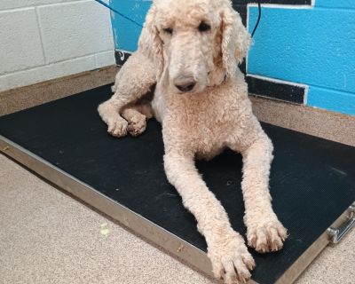 Max - Standard Poodle Male Dog for Adoption