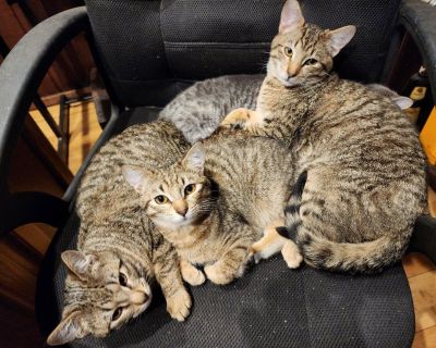 About 5 months old. Males and females.somw with spots . Dome c with stripes. Really nice human loving kittens. Get 2 for $80.  Also all black ones