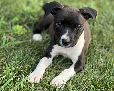 Angel - Boxer/Bulldog Mix Female Puppy for Adoption