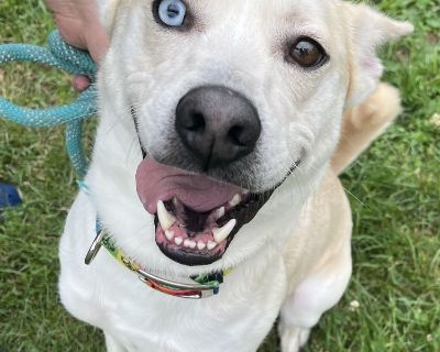 Jarvis - Husky & German Shepherd Dog Mix Male Dog for Adoption