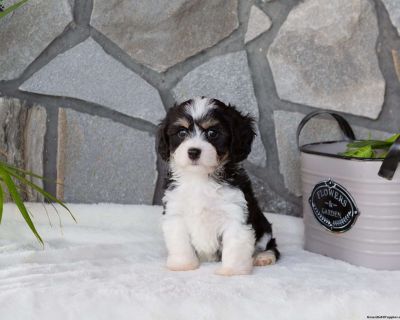 Milo - 7 Weeks Male Cavachon Puppy for Sale