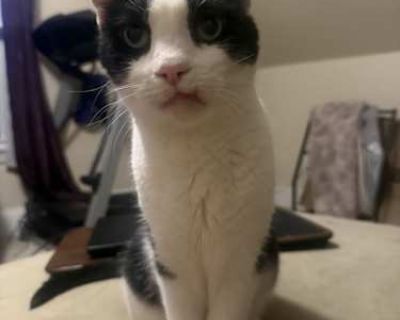 Domino - American Shorthair Male Cat for Adoption