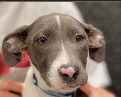 Jessie - Female Puppy Pit Bull / German Shepherd for Adoption