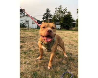 Apollo - American Pit Bull Terrier/Mixed Breed (Medium) Mix Male Dog for Adoption