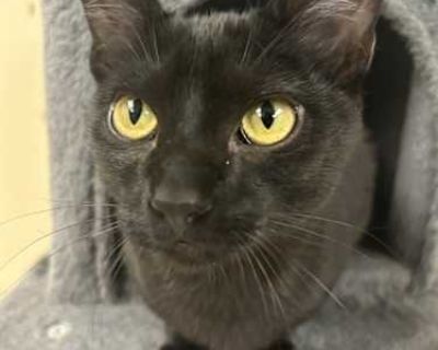 Meet Twix, Cadbury, and Abba Zabba. This sweet litter of kittens was found by a good Samaritan and brought to the shelter. They may have had a rough start in life, but they are blossoming now! They are full of energy, climbing all over the cat towers and chasing one another and all their new friends all over the kitten room. While this is their usual pace, they are also always up for a cuddle. ...