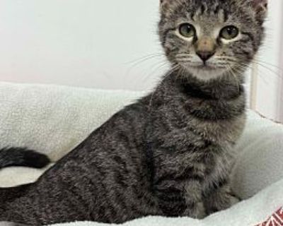 Big Louie - Domestic Shorthair Male Cat for Adoption