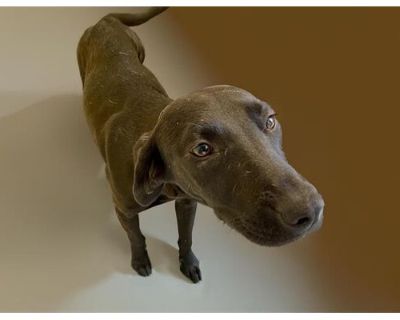 WHISPER - Labrador Retriever Female Dog for Adoption