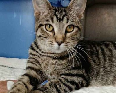 Shots current Spayed / Neutered. Breed Domestic Shorthair Color Age 6 months old, Young Sex Female Pet ID S-11789 Hair Length short