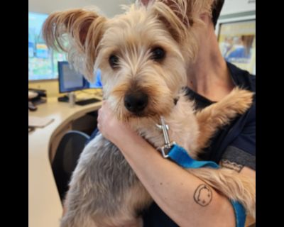 MILES - Yorkshire Terrier Mix Male Dog for Adoption