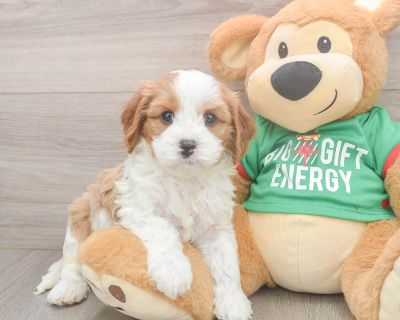 Meet Willow, our 5-week old Doodle Female Cavapoo Puppy. She is 3lb 8oz @ 5.6 weeks and estimated to grow to 14-20 lbs. Cavapoos are Intelligent, Loving, Social. Age 5 weeks Birth Date 10/10/2025 Gender Female Current Weight 3lb 8oz @ 5.6 weeks Est Adult Weight 14-20 lbs Registry n/a Vaccinations Up-To-Date On All Shots Vet Inspection (inspected at 8 wks). Cavapoo Breed Info The Cavapoo, also r...