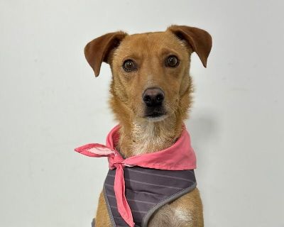 Exciting News: This adorable pup will be at an adoption event near you! Check our website: https://AmazingDogsRescue.org/dogs/ Or call 888.508.8943 (Monday to Sunday, 8 AM to 8 PM).. Out-of-town pets are cared for by non-local organizations who can make arrangements for the pet to be transported to your area. Learn More. Young Male Medium Golden , Apricot / Beige