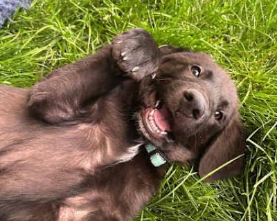 Remus - Labrador Retriever/Great Pyrenees Mix Male Puppy for Adoption