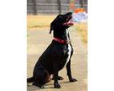 Melanie, Labrador Retriever For Adoption In Boston, Kentucky