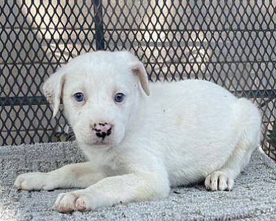 Shirley - Labrador Retriever/Blue Heeler Mix Female Puppy for Adoption