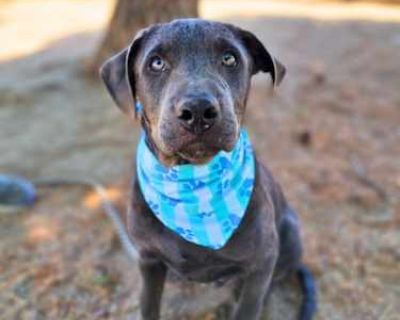 Cooper - Pit Bull Terrier Male Puppy for Adoption