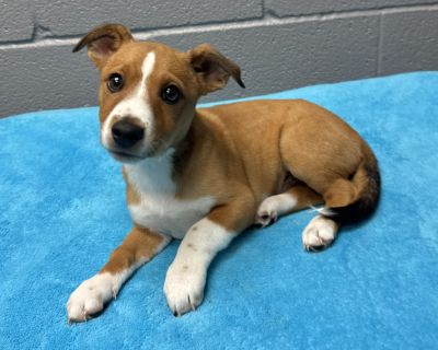 Meet Milo, the playful pup with a heart as big as his playful personality! This little guy will bring laughter and love into your home with his silly and affectionate nature. Milo is a friendly, funny fur baby who is always up for an adventure and ready to explore. He is a true people-person and will be the perfect companion for anyone looking for a loyal and loving friend. Milo is currently in...